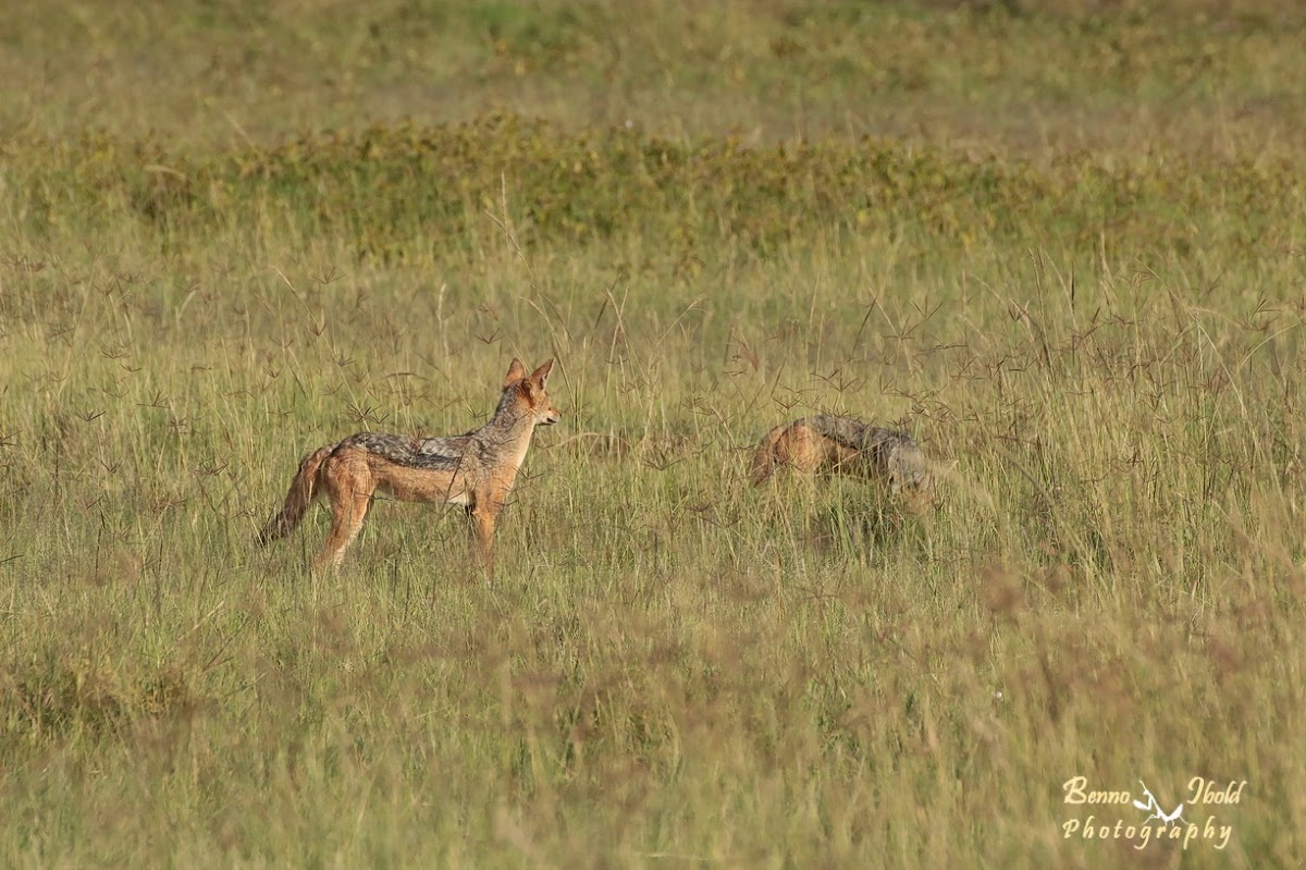 Black-backed jackal