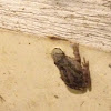 Sierran Tree Frog