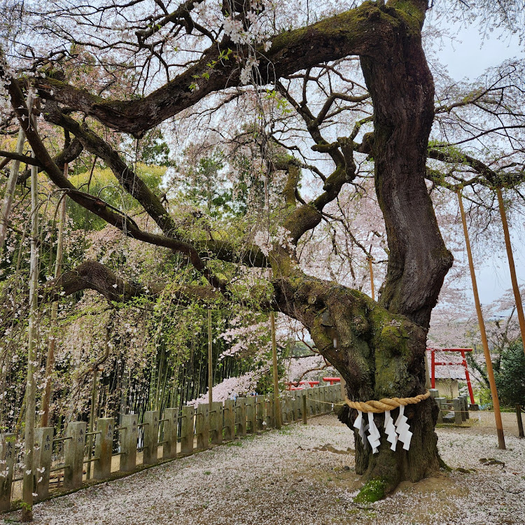 エクリプスクロスの小名浜港・大畑貝塚公園・小川諏訪神社・桜を求めて・常磐ものに関するカスタム事例の投稿画像26枚目