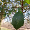 American Holly