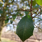 American Holly