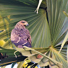 Black kite