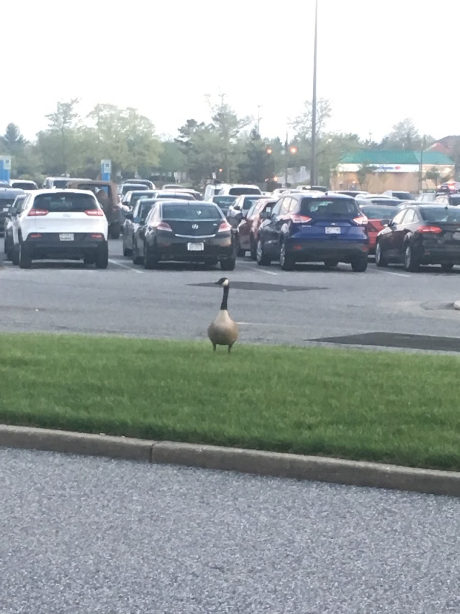 Canada goose