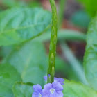 Indian Snakeweed