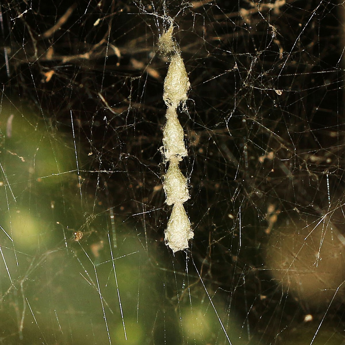 Dome Spider