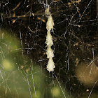 Dome Spider