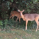 White tailed deer