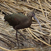 White-faced Ibis