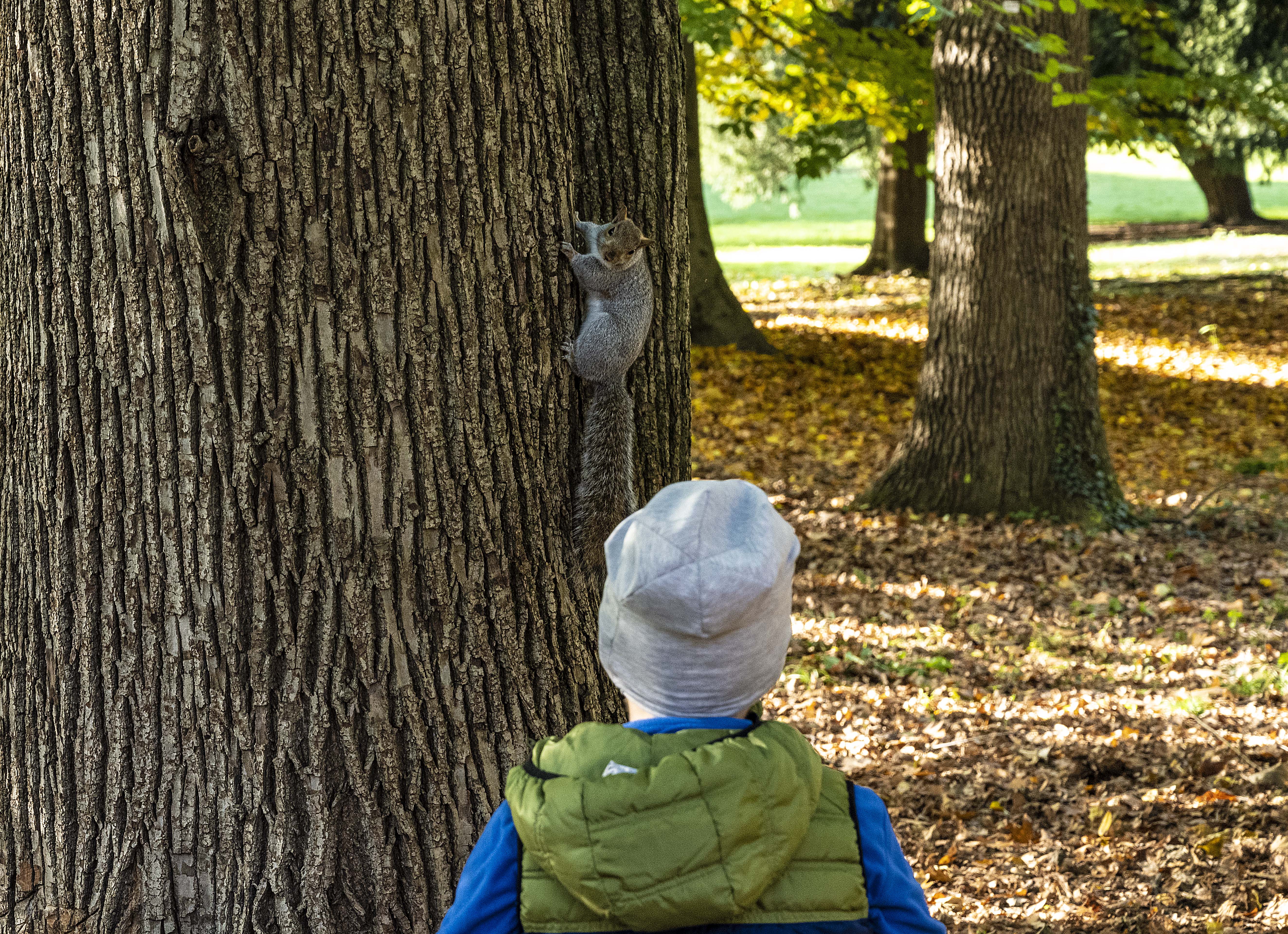 IL bambino e lo scoiattolo di Daimon