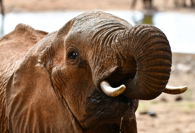 An elephant is seen in Taita Hills Wildlife Sanctuary, Taita Taveta County, Kenya, Oct. 28, 2023.