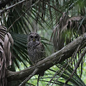 Barred Owl