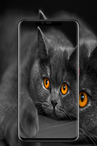 wallpaper 4k Animal HD