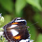 Great Egg-fly (female)