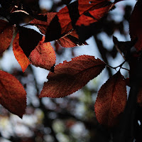 Late summer light. di 