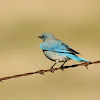 Mountain Bluebird