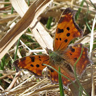 Eastern Comma