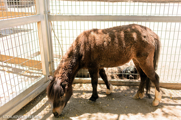 Little Sebastian at Lions Tigers & Bears.