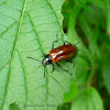 Strongylium Beetle