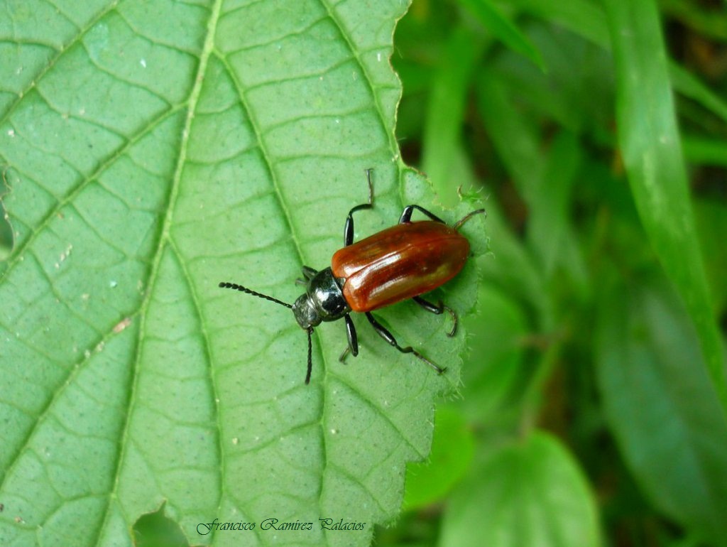 Strongylium Beetle