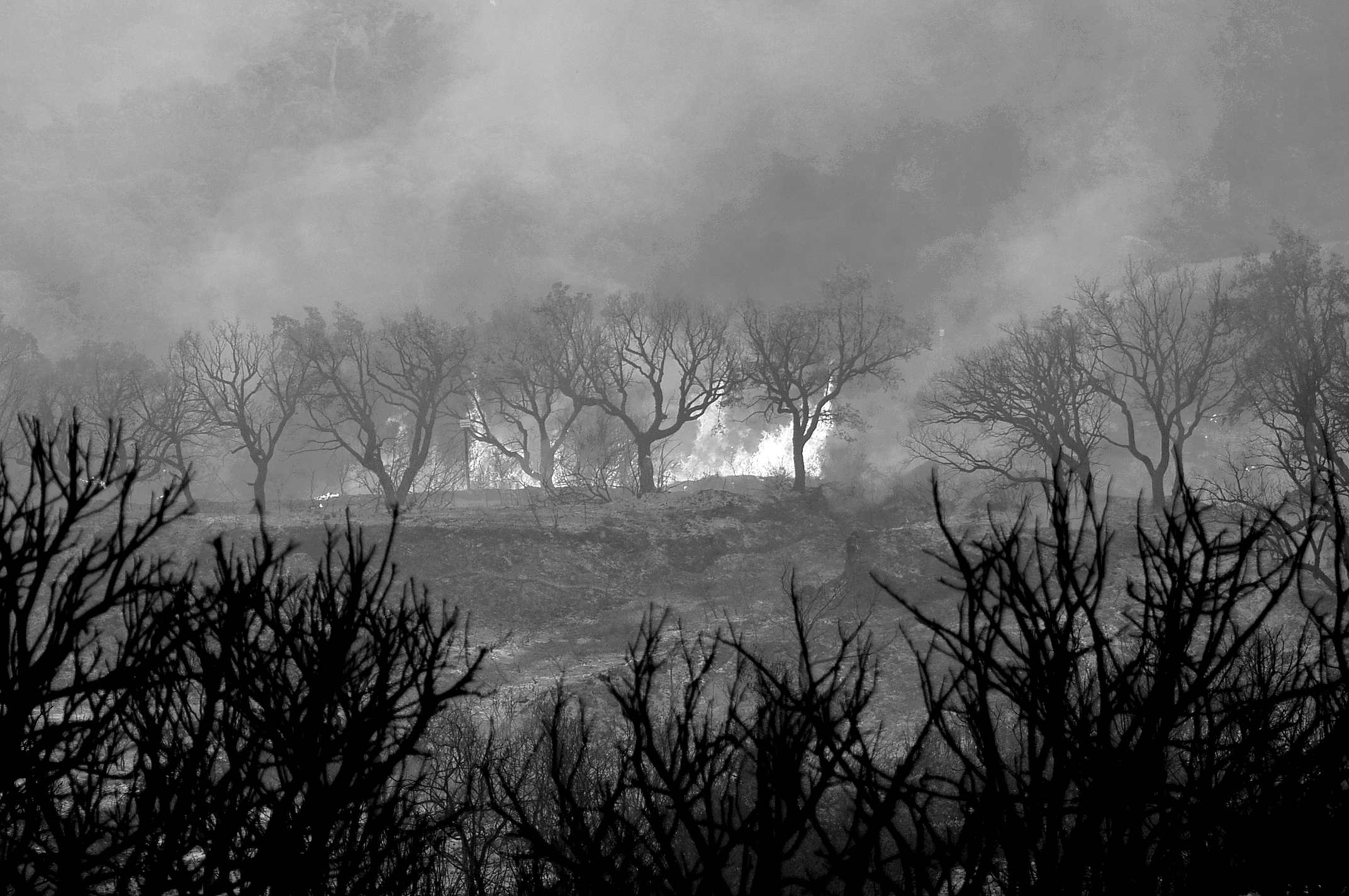 natura in bianco e molto nero...nell'incendio di tomaso melis