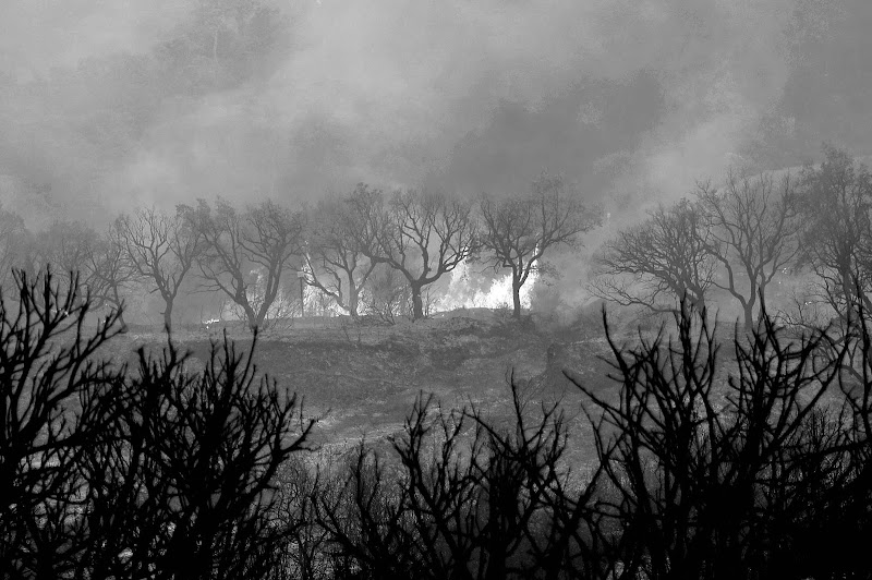 natura in bianco e molto nero...nell'incendio di tomaso melis