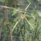 Silver argiope