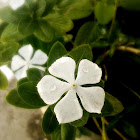 Vinca, good night, good-day, Maria-no-shame, Cat-vinca, Madagascar vinca.