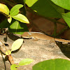 Carolina Anole