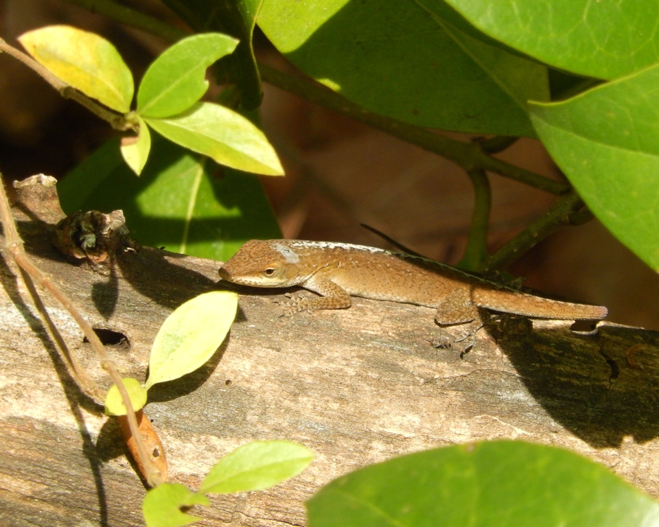 Carolina Anole