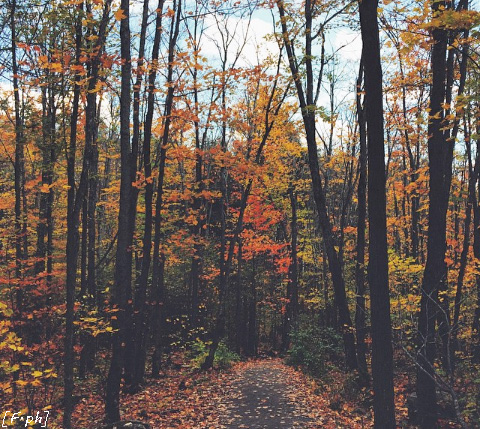 trees in autumn di Felisiana