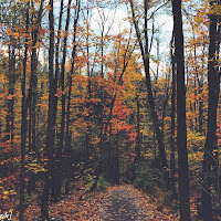 trees in autumn di 