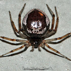 False Black Widow