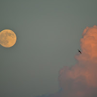 luna, nuvola e rondine di 