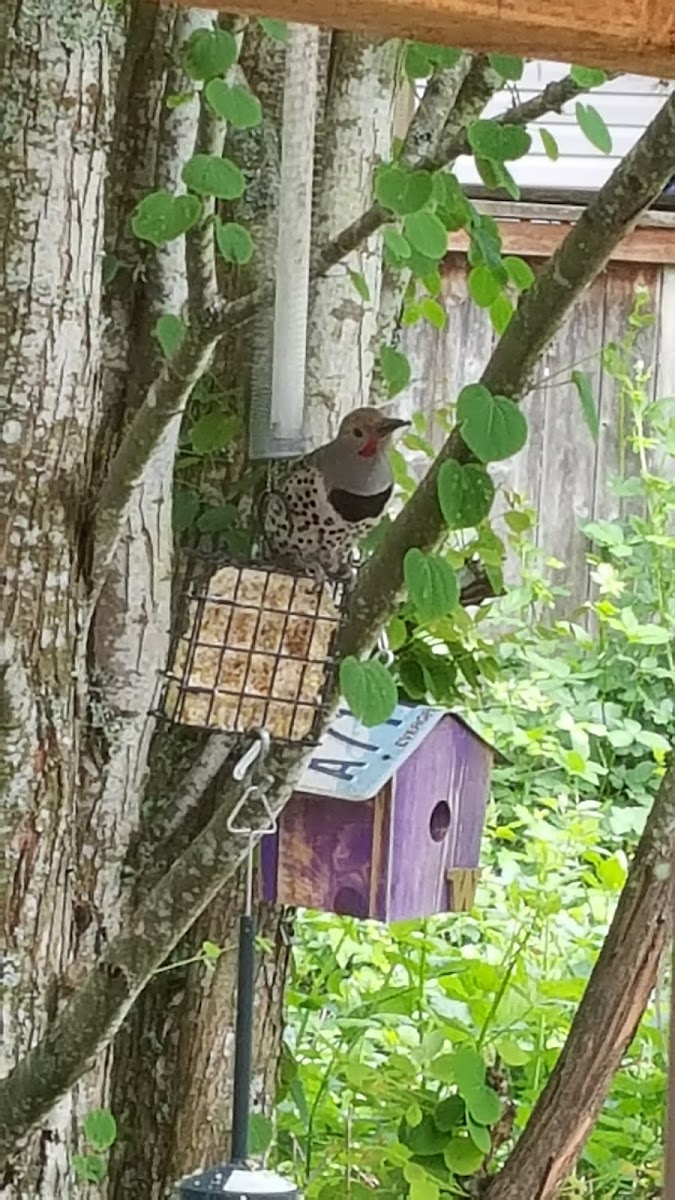 Northern Flicker