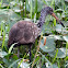 Limpkin