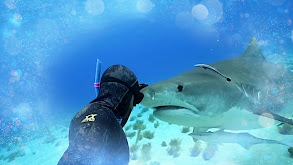 Sharks Attack thumbnail