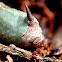 Orange cupmoth larva