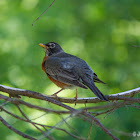 American Robin