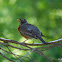 American Robin