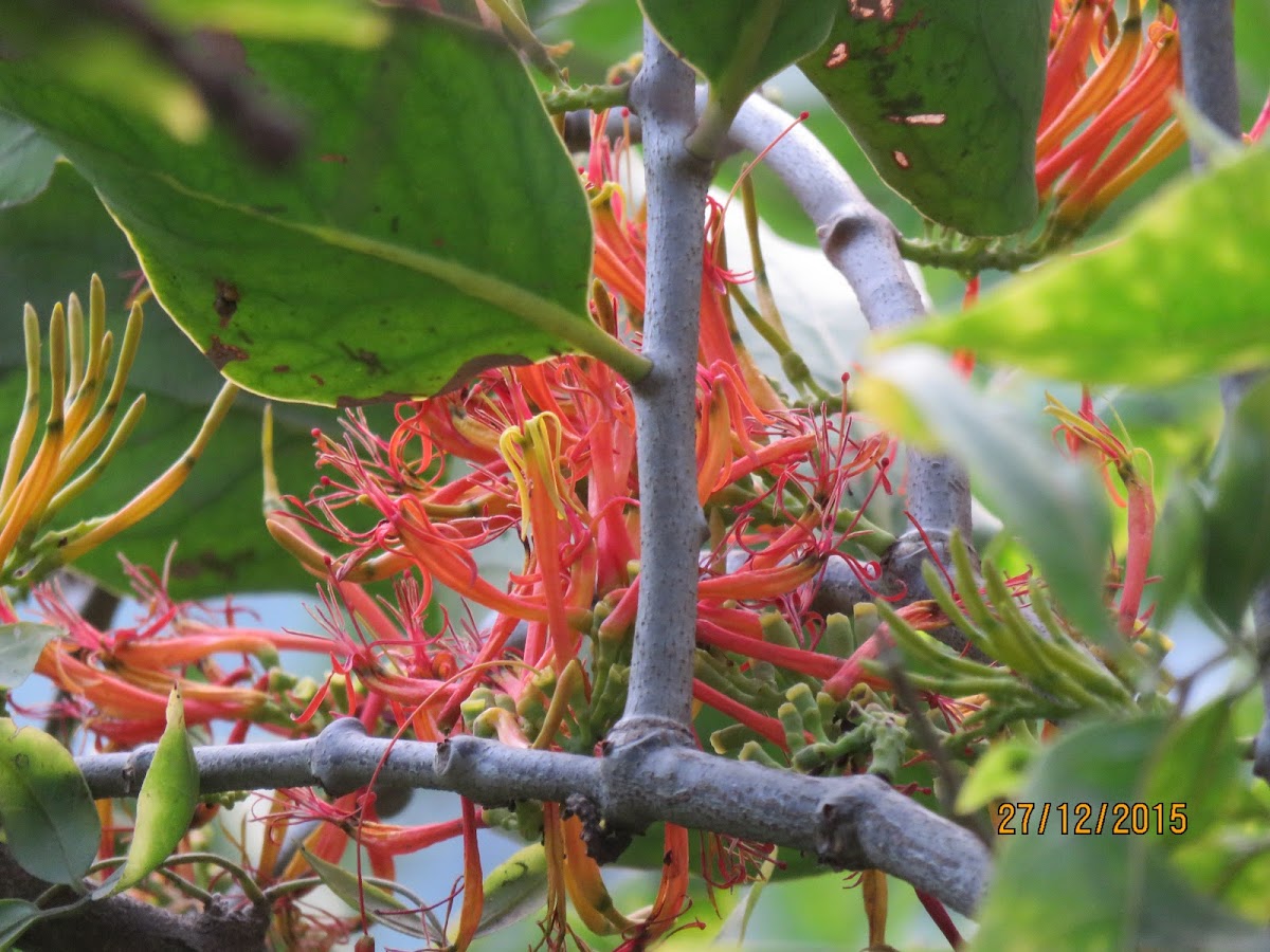 Red Honeysuckle Mistletoe