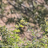 Linnet; Pardillo Común