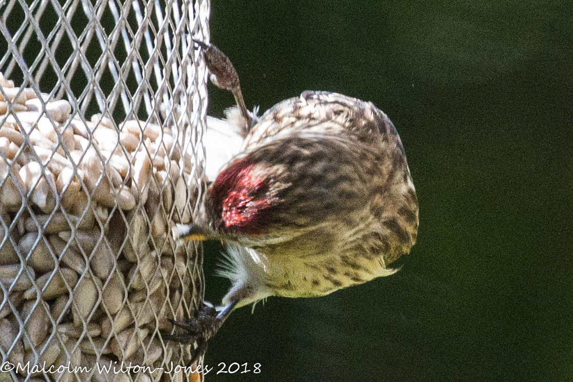 Lesser Redpoll