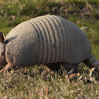 Nine-banded armadillo