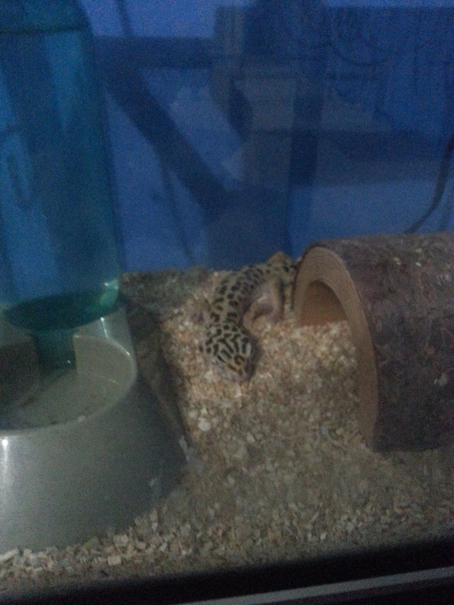 Leopard Gecko