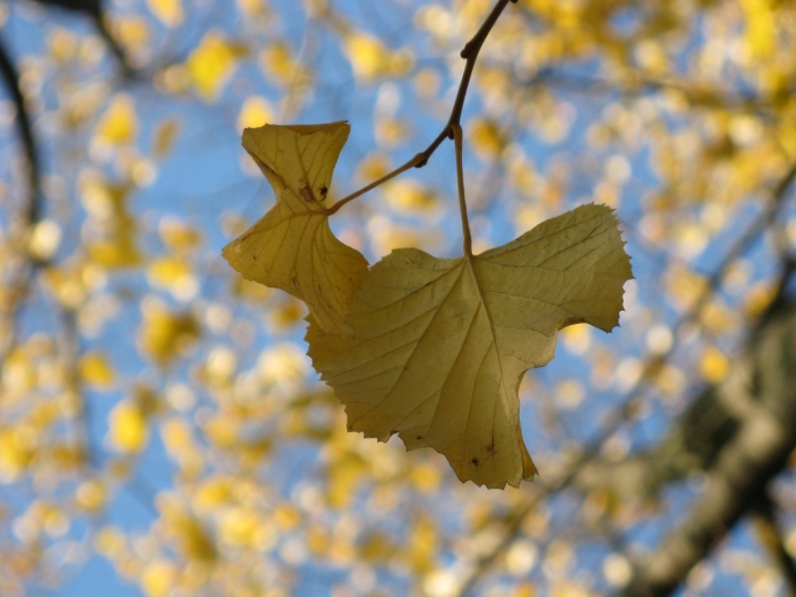 Autunno di pizzicastelle