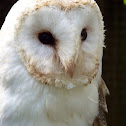 Barn owl