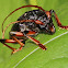 Longhorn Beetle