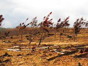 A burned-out plantation near Harkerville shortly after the 2017 Knysna wildfire. 