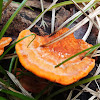 Cinnabar polypore