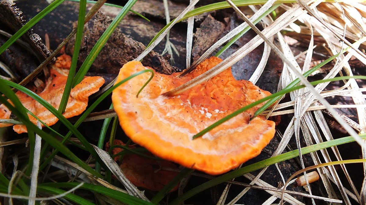 Cinnabar polypore